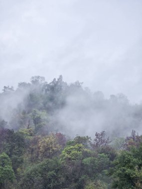 Dağ manzarasında sakin ve gizemli sisli bir orman. Sis ve bulutla kaplı ormanın atmosferik doğa görüntüsü. Sakin ve karamsar bir arka plan ve huzurlu bir his