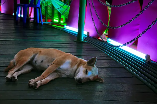 성전에서 잠자는 개. — 스톡 사진