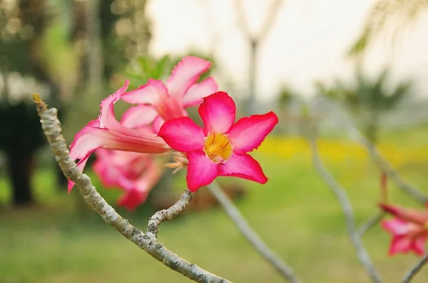 Obesum Adium kwiaty w ogrodzie, na tle. — Zdjęcie stockowe