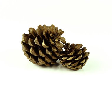 Beyaz arka plan üzerinde izole çam