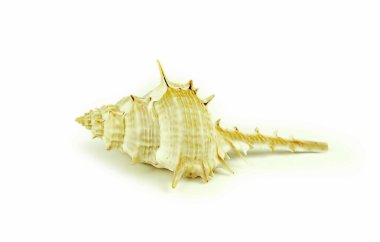 Beyaz arkaplanda izole edilmiş kabuklar