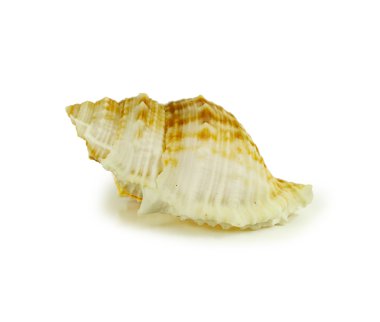 Beyaz arkaplanda izole edilmiş kabuklar