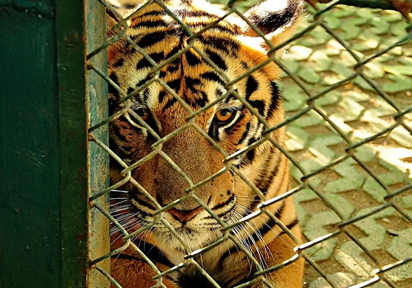 Ojos tigres buscando fondo — Foto de Stock