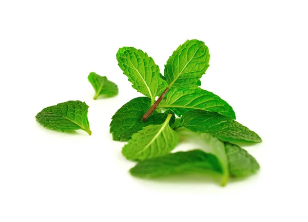 Cucina foglia di menta isolata su bianco — Foto Stock