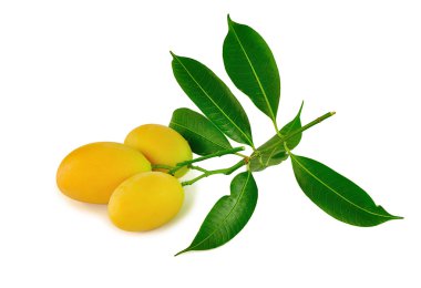 Marian Erik üzerinde beyaz izole.