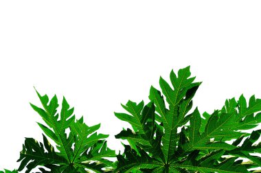 arkaplanda kapanan yapraklar