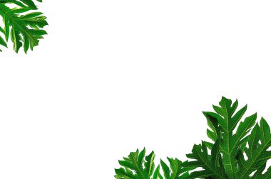 arkaplanda kapanan yapraklar