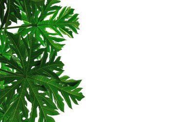 arkaplanda kapanan yapraklar