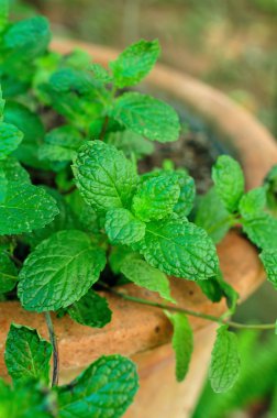 arka plan üzerinde yakın nane yaprakları