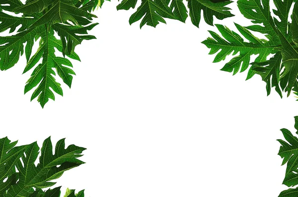 arkaplanda kapanan yapraklar