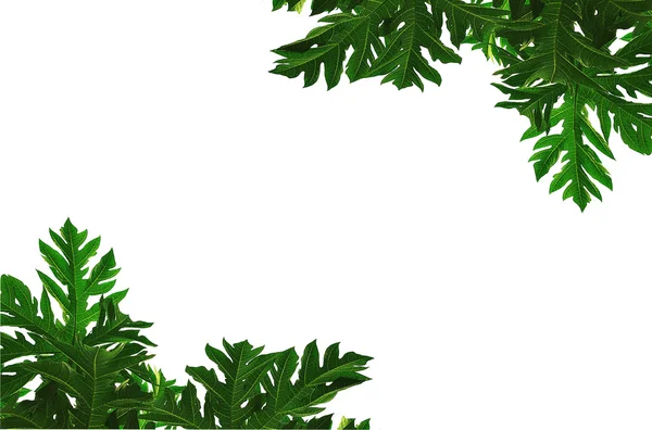 arkaplanda kapanan yapraklar