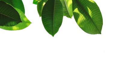 arkaplanda kapanan yapraklar