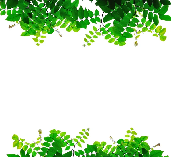 arkaplanda kapanan yapraklar