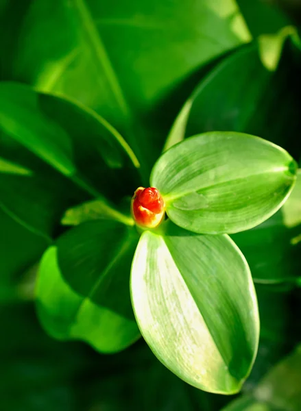 Leaves close up on background — Stock Photo, Image