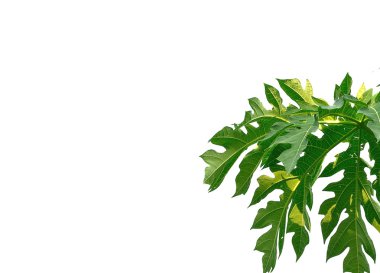 arkaplanda kapanan yapraklar