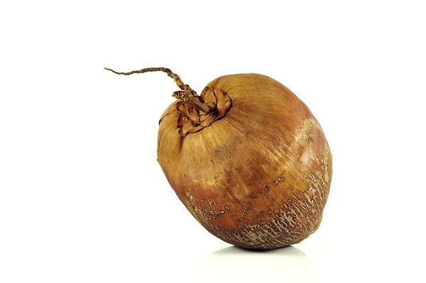 Coconut isolated on white background — Stock Photo, Image