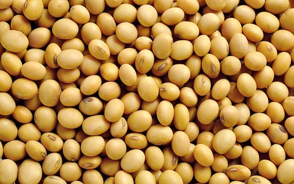 Arka plan için fasulye yakın çekim