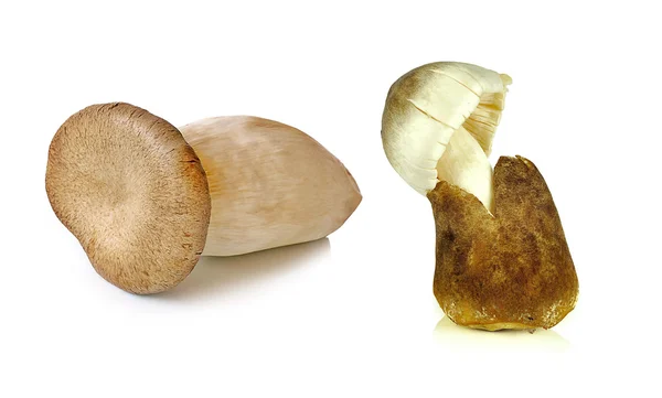 Pilz isoliert auf weißem Hintergrund — Stockfoto