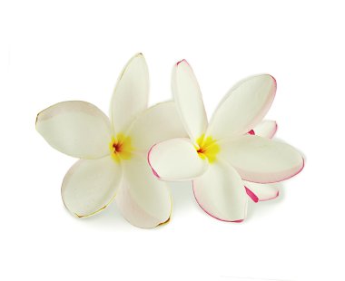 Plumeria kapatmak kadar izole üzerinde beyaz arka plan