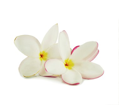 Plumeria kapatmak kadar izole üzerinde beyaz arka plan
