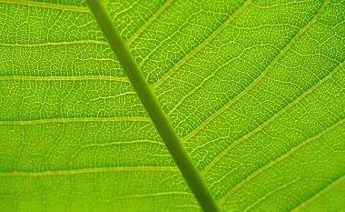 Beyaz arka plan üzerinde izole Plumeria yakın bırakır