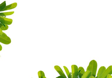 Beyaz arka plan üzerinde izole Plumeria yakın bırakır