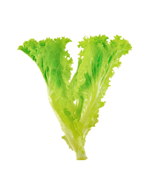 Salads leaves close up isolated on white background — Stock Photo, Image