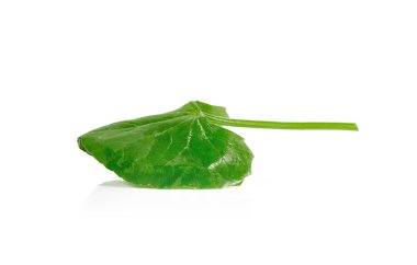 Centella asiatica, Asya Pennywort (Centella asiatica (Linn.) 
