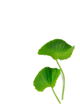 Beyaz arka plan üzerinde izole Gotu kola
