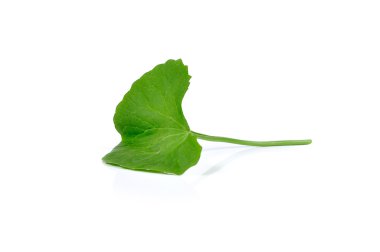 Beyaz arka plan üzerinde izole Gotu kola