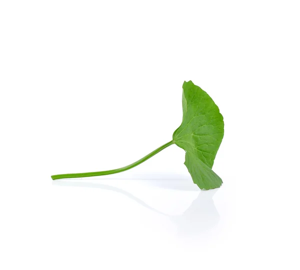 Beyaz arka plan üzerinde izole Gotu kola