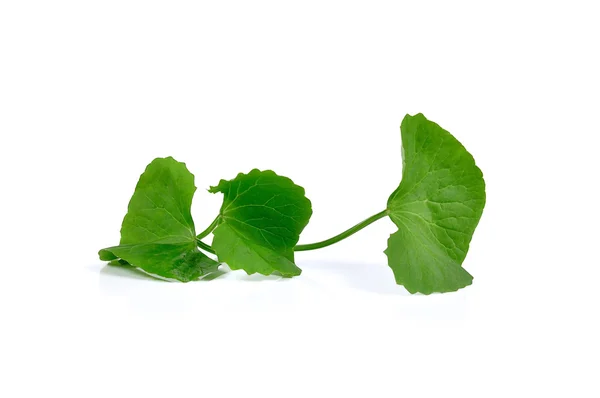 Beyaz arka plan üzerinde izole Gotu kola