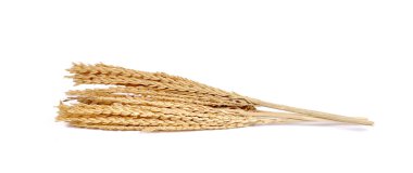 Beyaz arkaplanda pirinç izole