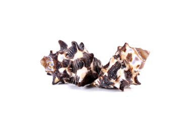 kabukları üzerinde izole beyaz arka plan kapatmak