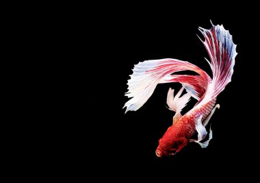 Siyam mücadele balık yakın çekim