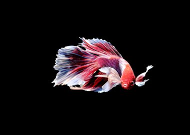 Siyam mücadele balık yakın çekim