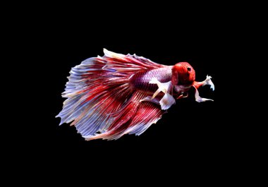 Siyam mücadele balık yakın çekim