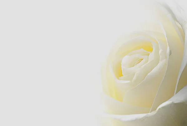 Arkaplanda beyaz gül