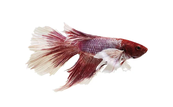 Betta demi-lune combats poissons gros plan — Photo