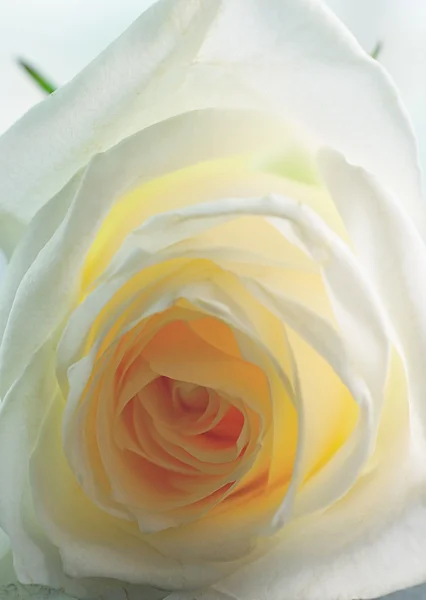 Rosa branca no fundo — Fotografia de Stock