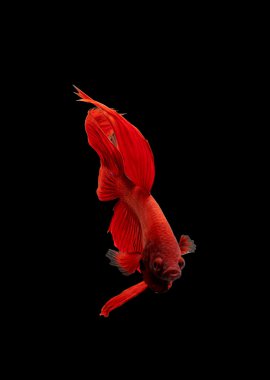 daha iyi halfmoon koyu mavi mücadele balık yakın çekim