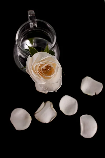 White rose on dark background — Stock Photo, Image