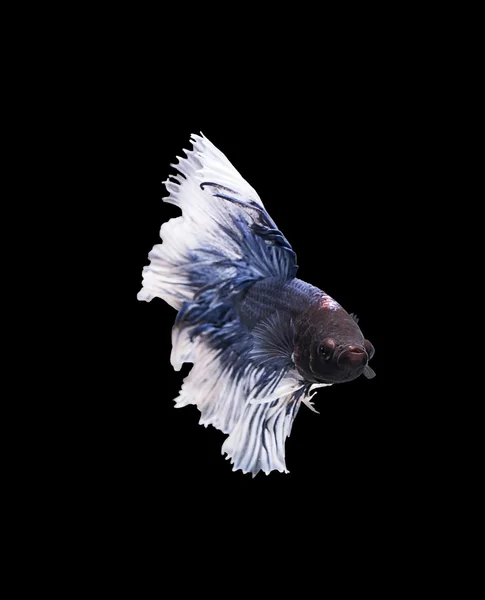 Betta media luna luchando hermosos peces de cerca — Foto de Stock