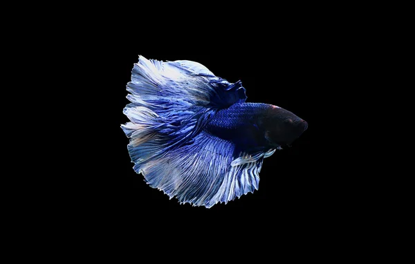 Betta meia-lua escuro azul combate peixe close up — Fotografia de Stock