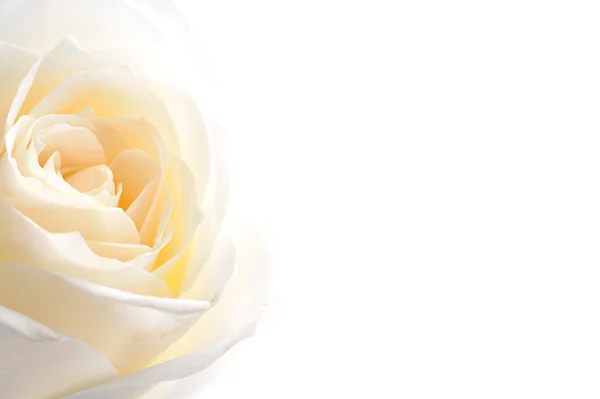 Gül çiçek arka plan üzerinde yakın çekim .