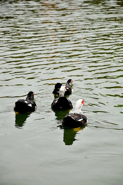 Anka fågel på sjön floden bakgrund — Stockfoto