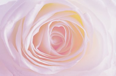 Gül çiçek arka plan üzerinde yakın çekim