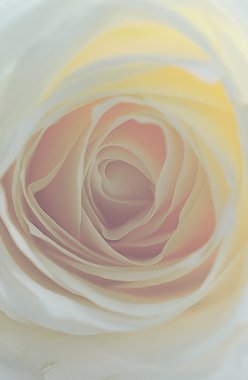 Gül çiçek arka plan üzerinde yakın çekim .