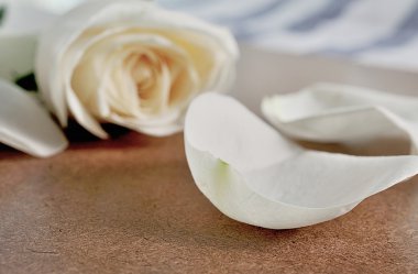 Gül çiçek arka plan üzerinde yakın çekim