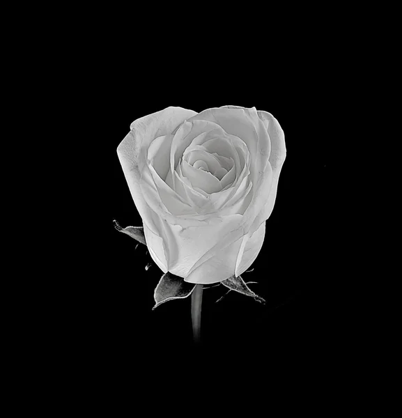 Rosa flores perto no fundo — Fotografia de Stock